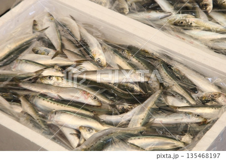 新鮮な魚いっぱい釣れた。 新鮮な魚いっぱい釣れた。 135468197