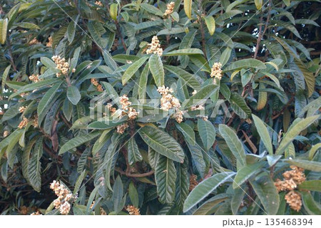 ビワの木の花 ビワの木の花 135468394