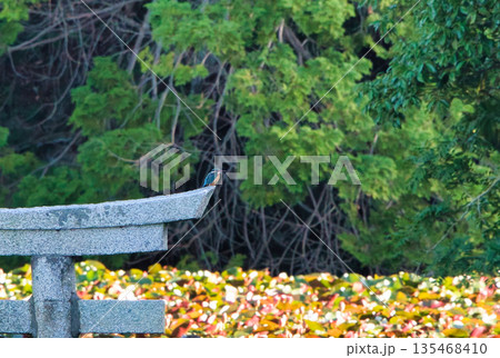 鳥居に止まるカワセミ 鳥居に止まるカワセミ 135468410