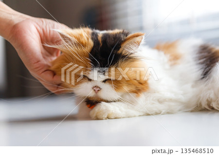 Calico Long-Haired Cat Being Gently Petted While Resting 135468510