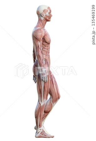 筋肉解剖図 人体模型の男性が立っている横顔の3Dイラスト 全身横向き 135469199