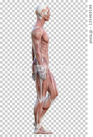 筋肉解剖図 人体模型の男性が立っている横顔の3Dイラスト 全身横向き 135469199