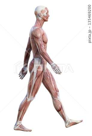 手を振って歩く筋肉解剖図 人体模型の男性の3Dイラスト 全身横向き 135469200
