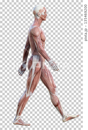 手を振って歩く筋肉解剖図 人体模型の男性の3Dイラスト 全身横向き 135469200