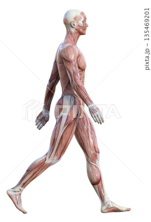 姿勢良く歩く筋肉解剖図 人体模型の男性の3Dイラスト 全身横向き 135469201