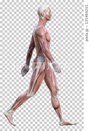 姿勢良く歩く筋肉解剖図 人体模型の男性の3Dイラスト 全身横向き 135469201