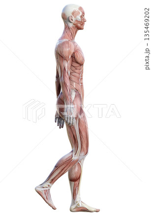 筋肉解剖図 人体模型の男性が立っている3Dイラスト 全身横向き 135469202