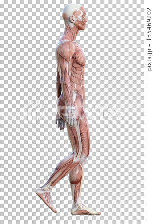 筋肉解剖図 人体模型の男性が立っている3Dイラスト 全身横向き 135469202
