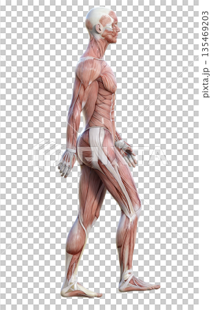 肌肉解剖圖,人體模型行走的三維插圖,全身側視圖 肌肉解剖圖,人體模型行走的三維插圖,全身側視圖 135469203