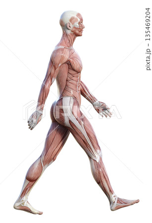 筋肉解剖図 人体模型の男性が手を振りながら大股で歩く3Dイラスト 全身横向き 135469204