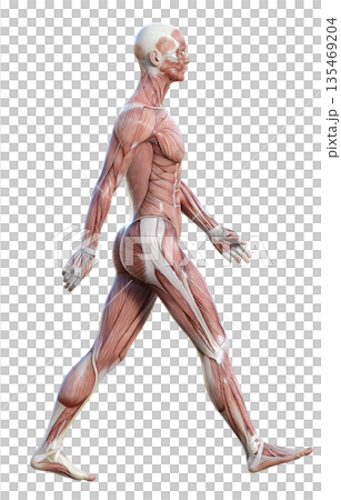 Muscle anatomy diagram, 3D illustration of a male human model walking with large strides while waving his hands, full body sideways 135469204