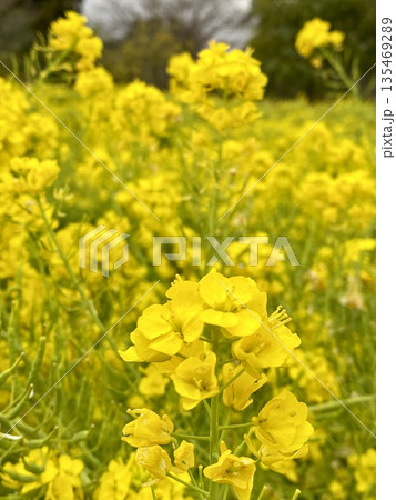 春の陽射しに揺れる菜の花 畑の黄色い風景 135469289