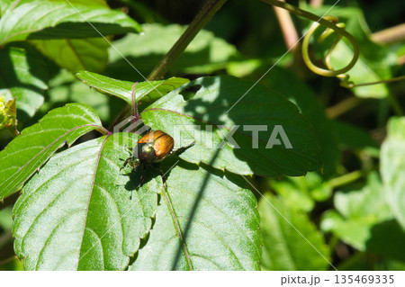 春5月ヤブガラシの葉の上を這うマメコガネムシ 135469335