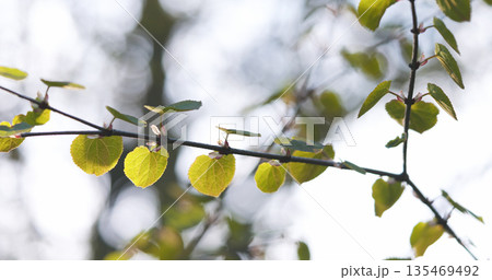 green leaves on branch in spring morning 135469492