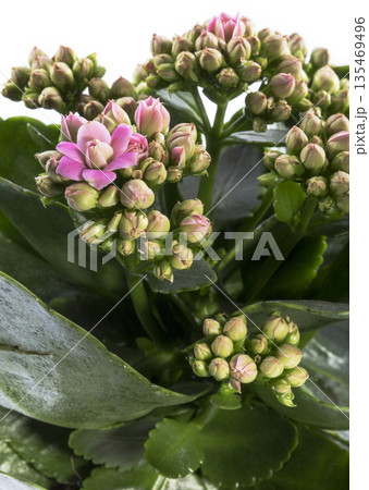 Flowering kalanchoe at home closeup Flowering kalanchoe at home closeup 135469496