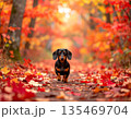 紅葉の森の小道を歩くミニチュアダックス 135469704