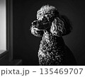 窓辺で佇むトイプードルのモノクロ写真 135469707