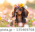 花畑で微笑むダックスの花冠ポートレート 135469708