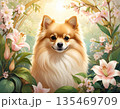花と光に包まれたポメラニアンのイラスト 135469709