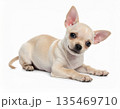 白背景で寝そべるチワワの子犬写真 135469710