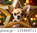 星形オーナメントとチワワのクリスマス 135469711