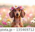 花冠をつけたダックスの春の正面ポートレート 135469712