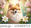 桜と百合の花枠に囲まれたポメラニアン 135469713