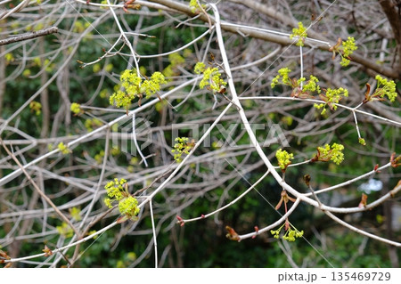 春を告げるアブラチャン咲く　【相模原市津久井　4月】 135469729