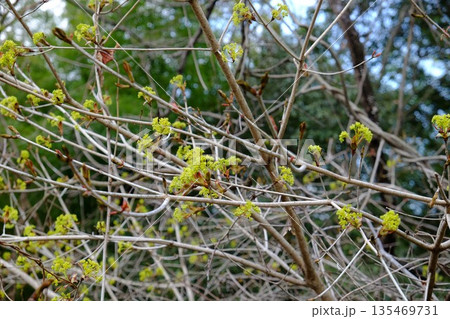 雑木林に咲く黄色いアブラチャン 【相模原市津久井 4月】 雑木林に咲く黄色いアブラチャン 【相模原市津久井 4月】 135469731
