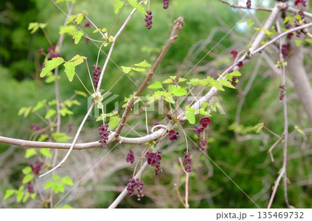 三つ葉アケビの花　【相模原市津久井　4月】 135469732