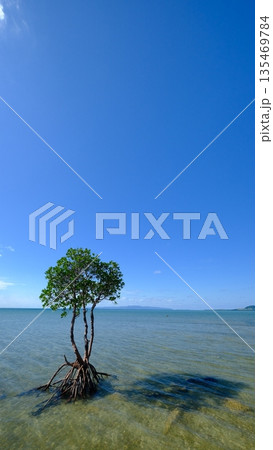 快晴の名蔵湾と一本マングローブ 135469784