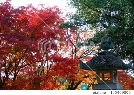 継鹿尾観音寂光院 秋の紅葉と灯籠 継鹿尾観音寂光院 秋の紅葉と灯籠 135469809