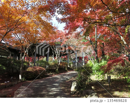 筑波山ケーブルカー宮脇駅に到着する「もみじ号」と宮脇駅周辺の紅葉 135469828
