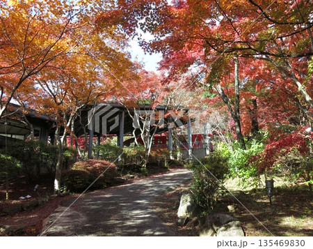 筑波山ケーブルカー宮脇駅に到着する「もみじ号」と宮脇駅周辺の紅葉 筑波山ケーブルカー宮脇駅に到着する「もみじ号」と宮脇駅周辺の紅葉 135469830