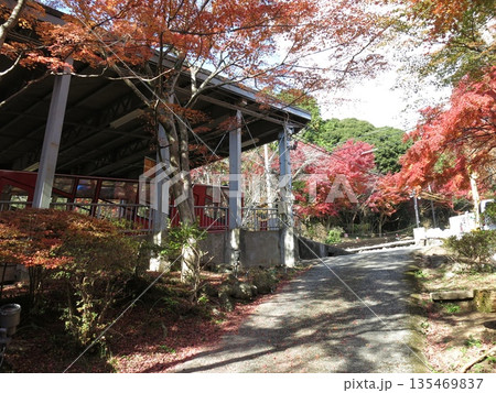 筑波山ケーブルカー宮脇駅に停車中の「もみじ号」と宮脇駅周辺の紅葉 筑波山ケーブルカー宮脇駅に停車中の「もみじ号」と宮脇駅周辺の紅葉 135469837