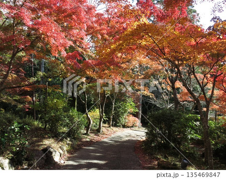 カエデの紅葉が美しい筑波山ケーブルカー宮脇駅周辺 135469847