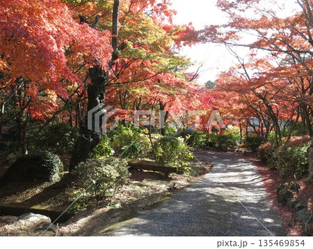 カエデの紅葉が美しい筑波山ケーブルカー宮脇駅周辺 カエデの紅葉が美しい筑波山ケーブルカー宮脇駅周辺 135469854