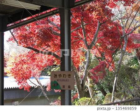 筑波山ケーブルカー宮脇駅の駅名標とカエデの紅葉 筑波山ケーブルカー宮脇駅の駅名標とカエデの紅葉 135469859