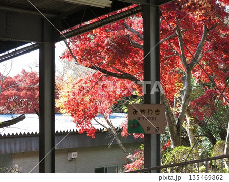 筑波山ケーブルカー宮脇駅の駅名標とカエデの紅葉 筑波山ケーブルカー宮脇駅の駅名標とカエデの紅葉 135469862