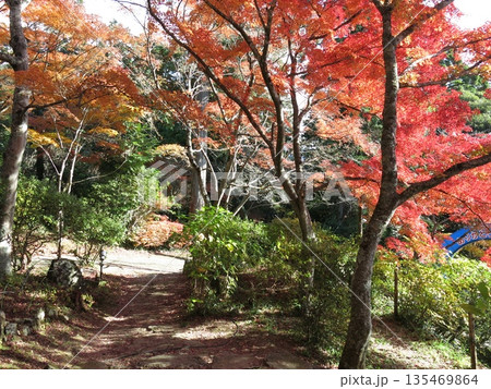カエデの紅葉が美しい筑波山ケーブルカー宮脇駅周辺 135469864