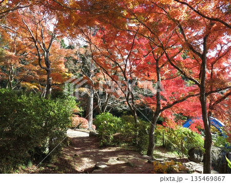 カエデの紅葉が美しい筑波山ケーブルカー宮脇駅周辺 135469867