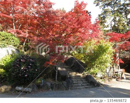 カエデの紅葉が美しい筑波山ケーブルカー宮脇駅周辺 カエデの紅葉が美しい筑波山ケーブルカー宮脇駅周辺 135469872