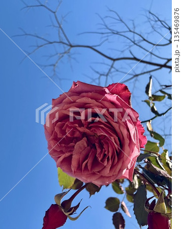 青空と薔薇のコラボレーション 135469876