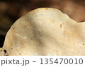 チリメンタケ茸の腹面・管孔形状アップ（アウトドアフィールド菌・キノコ類マクロ撮影） 135470010