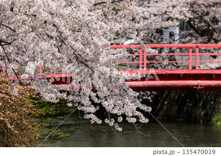 北海道壮瞥町、壮瞥川沿いに咲く桜【5月】 135470019