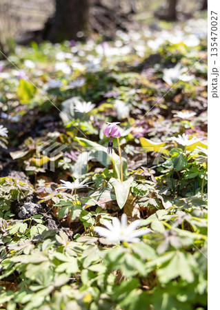 栃木県佐野市の万葉自然公園かたくりの里に咲くカタクリ 135470027