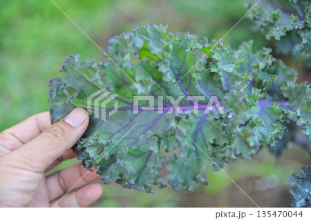 hand checking quality of Kale leaf in organic farm 135470044