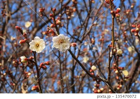 梅 梅花 京都 山城 木 花 開花 春 木津川市 棚倉 梅 梅花 京都 山城 木 花 開花 春 木津川市 棚倉 135470072