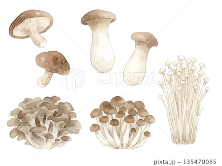水彩風のきのこイラストまとめ（椎茸・エリンギ・えのき・舞茸・ぶなしめじ） 135470085