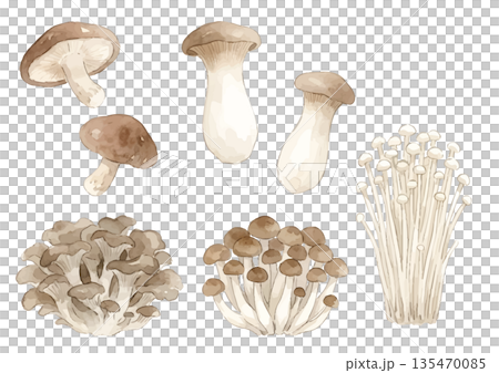 水彩菇插圖（香菇、杏桃鮑菇、金針菇、舞茸、白玉菇） 135470085
